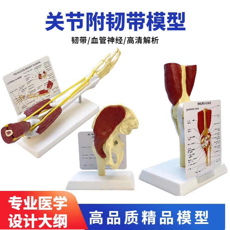 人体膝关节骨骼模型髋关节功能结构F上肢肌肉手臂附血管韧带组织
