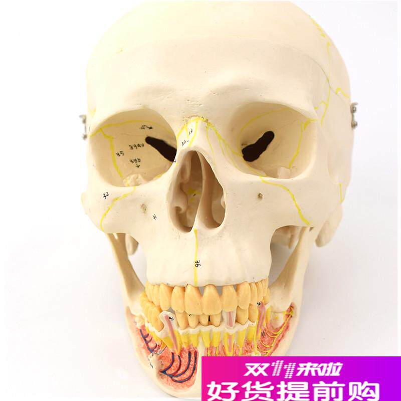 ENOVO颐诺成人头骨模型下颌骨颌面外H科解剖仿真头颅骨口腔科头骨