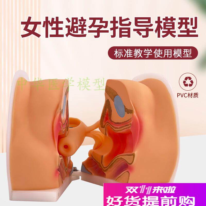 扩阴训练女性生殖j器模型宫颈阴道卵巢妇科检查生殖私密教学1比1