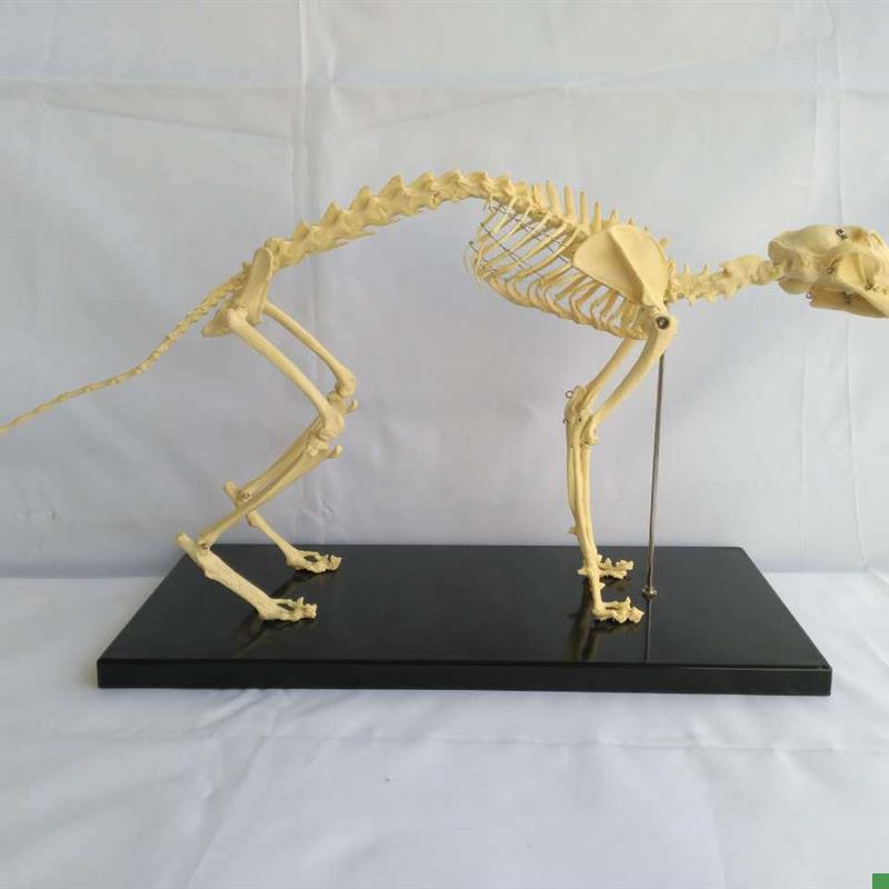猫骨架动物骨h骼动物骨架动物犬科模型宠物兽医教学教具