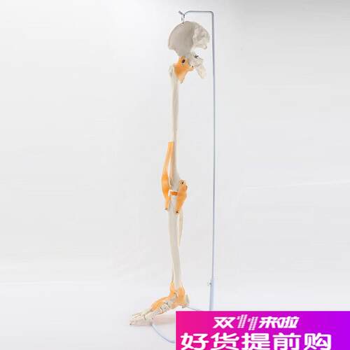 下肢骨骼模型关节可活动膝关节韧带仿真医用PVPC假肢模型骨科教学