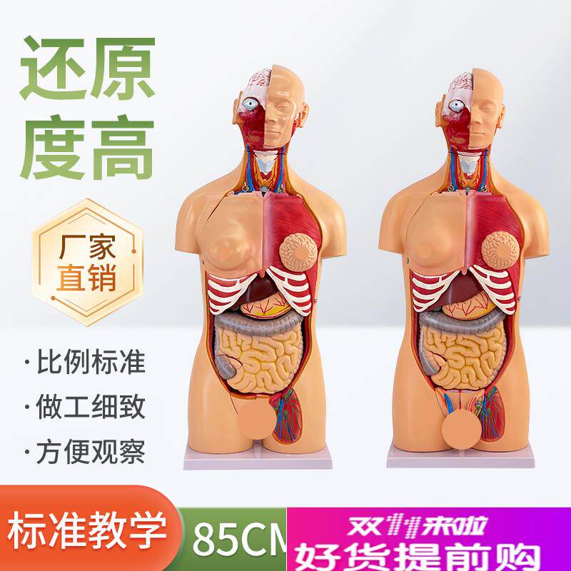 85CM人体器官系统解剖模型医学躯干内K脏器肌肉解剖模型人体器官