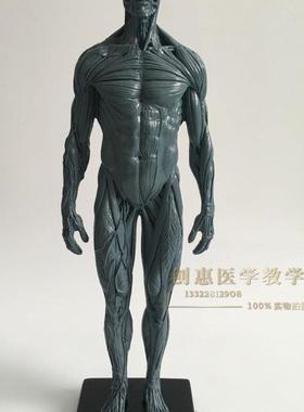30cm医用雕塑绘l画CG参考头骨结构人体灰色全肌肉骨骼解剖模型美