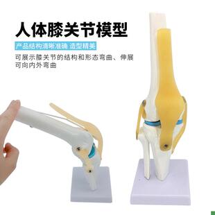 人体膝关节功能模型半月板交叉韧带活动膝盖骨髌U骨骨骼教学模型