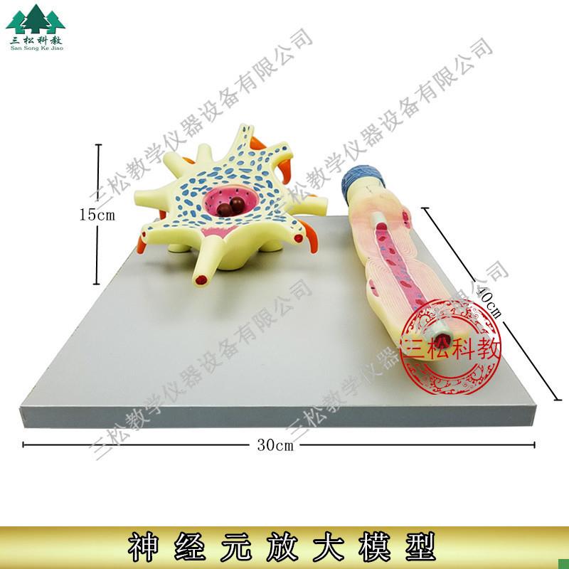 神经元放大模型h神经元胞体和神经纤维结构放大模型神经细胞模型