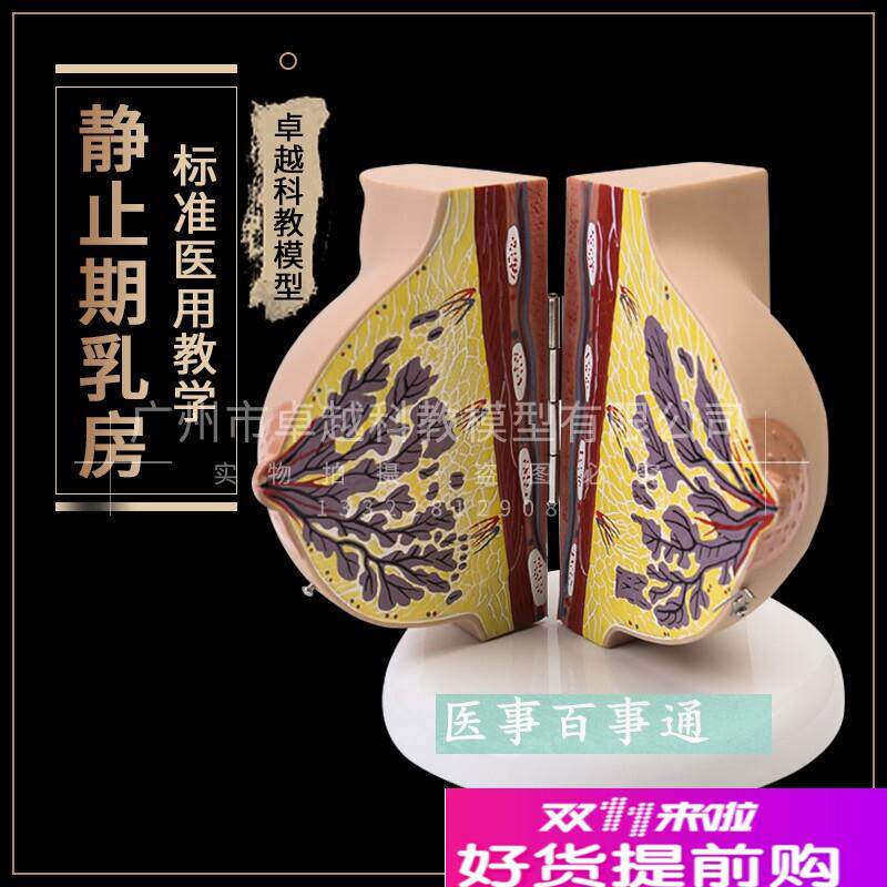 哺乳期乳房e模具乳房解剖模型催乳师培训乳房演示模型乳腺月嫂培