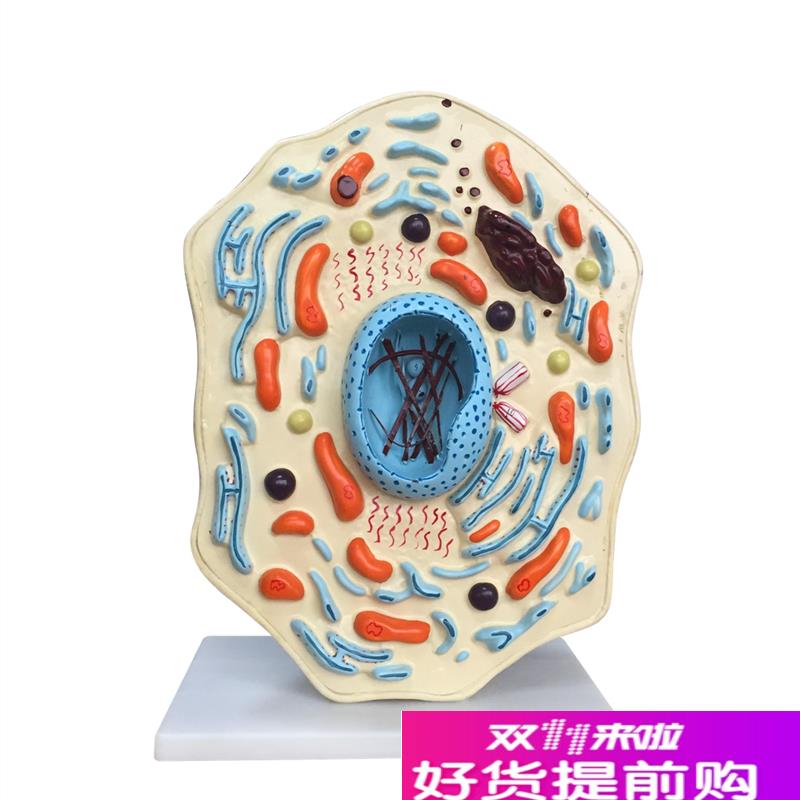 向阳花正品动物细x胞模型厂家直销包邮