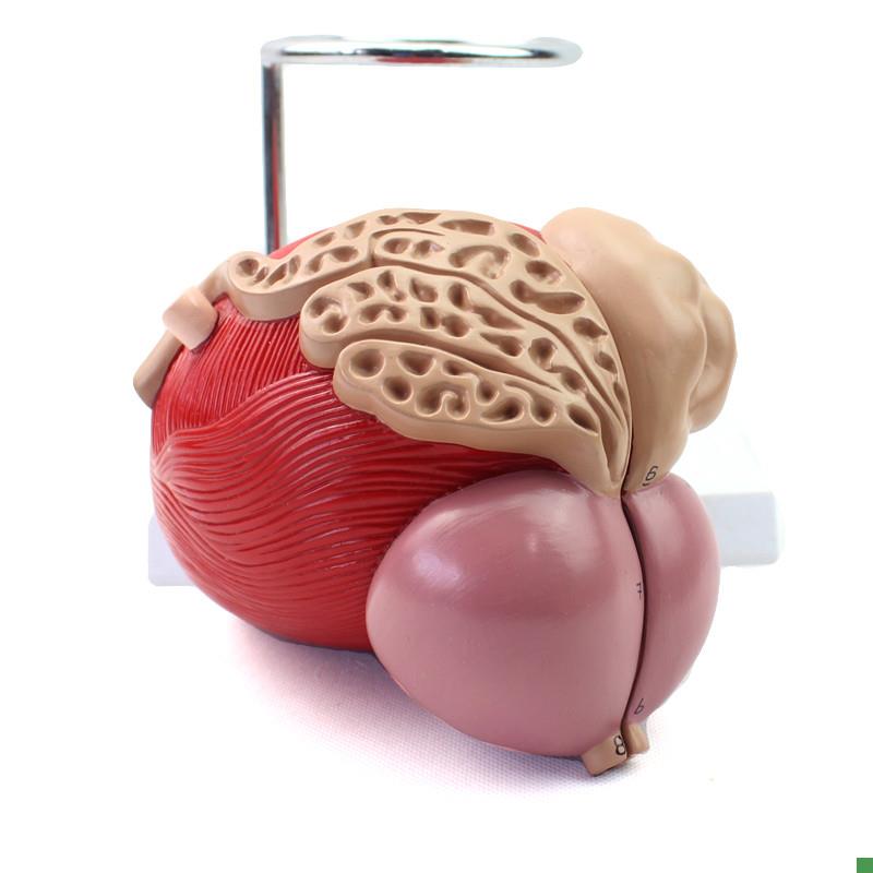 ENOVO颐诺医学人体膀胱模型前列腺模型泌尿P生殖系统解剖泌尿科泌