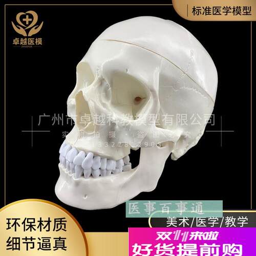 人体头骨模型头骨骷髅关节仿古头科H教标本神经科脑外科模具
