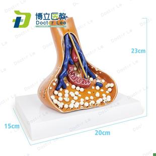 神经突触模型医学用人体神经系G统解剖神经元线粒体模型