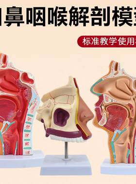 人体鼻腔解剖模型口腔咽和喉正中E矢状断鼻咽腔喉咽腔耳鼻喉科