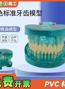 德国】PNT-ORl15蓝色透明标准牙齿模型口腔保健护理牙齿教学模型