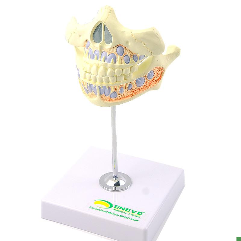 ENOVaO颐诺乳牙牙列模型儿童口腔齿科牙医培训教学医生教具乳牙