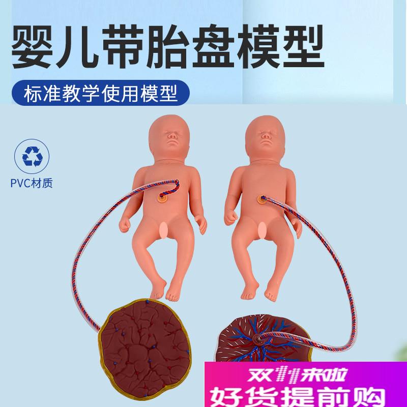 新生儿脐带娃娃模型妇产科婴儿模E型初生儿宝宝脐带胎盘仿真娃娃