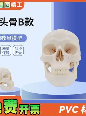 德国】PNT-0150B白头骨B树脂工艺品1:1骷髅头U模型美术骷髅头雕