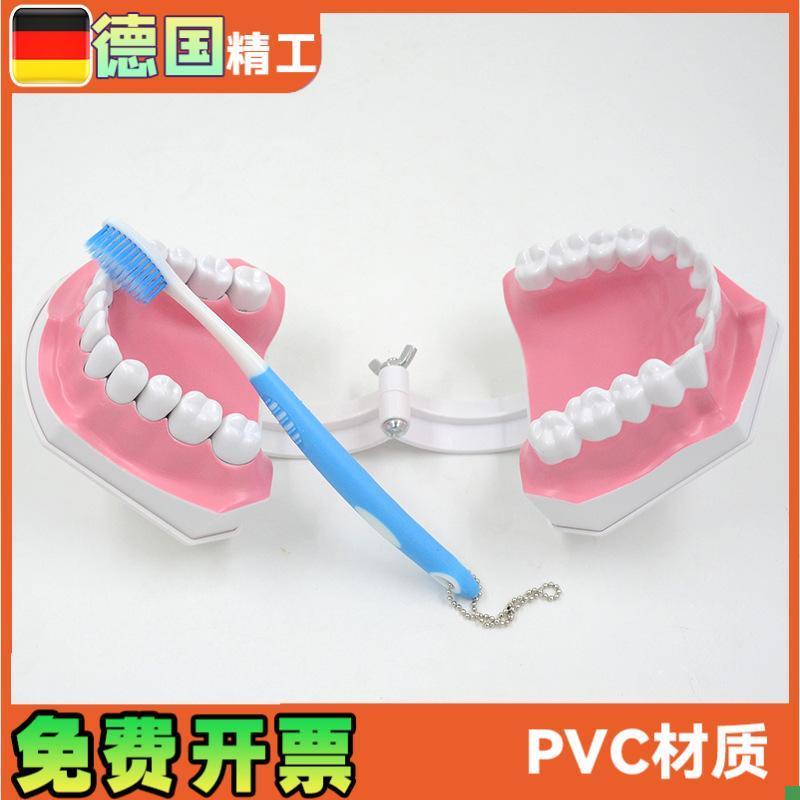 牙科口腔齿科教学示教刷牙模型二倍大牙M齿模型下牙可拆卸医学
