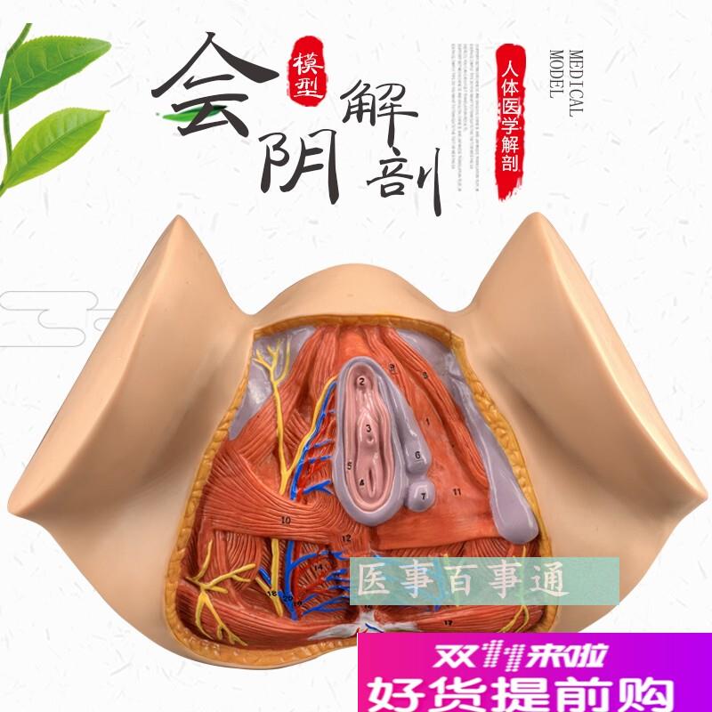 女性会阴模型会阴解p剖模型妇科解剖模型女性生殖器官解剖模型