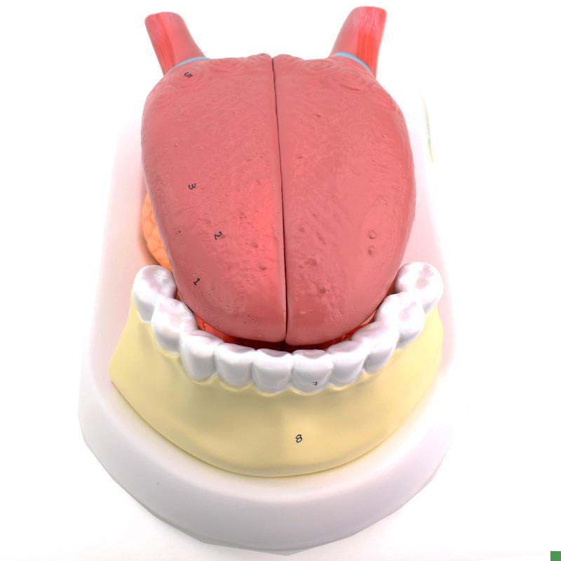 ENOVO颐诺舌附牙放大模型舌苔结E构舌头解剖舌象中医舌象教学舌质