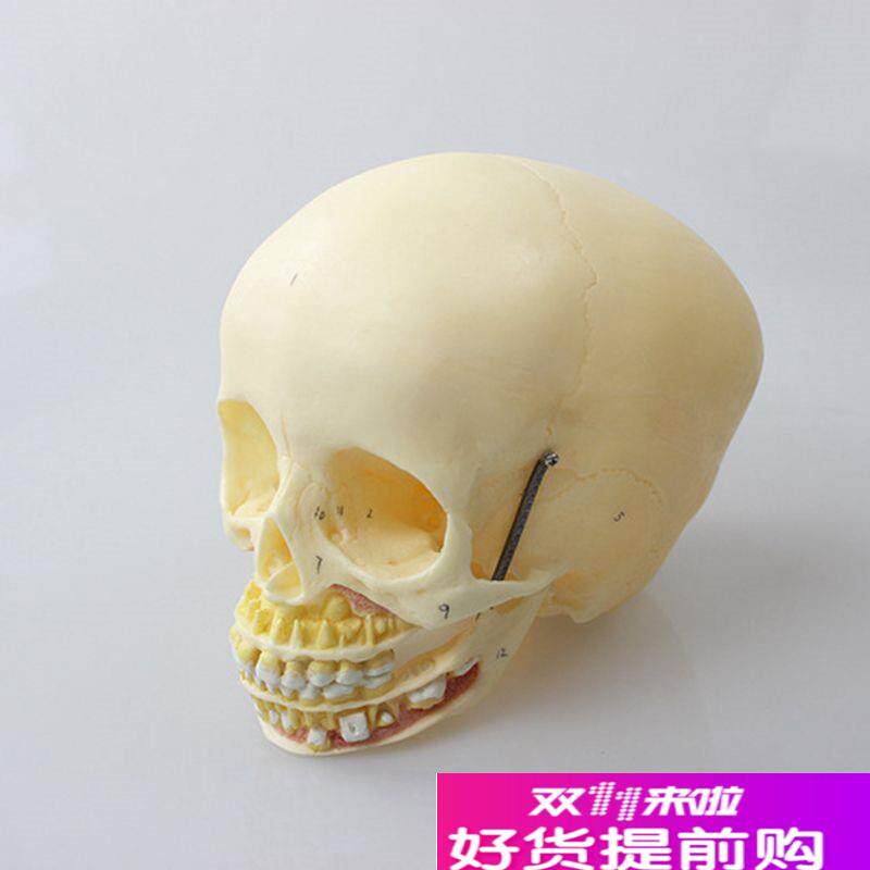 瑞泰医学模型儿i童头骨上颚下颌骨口腔牙齿1比1仿真婴儿颅骨囟门