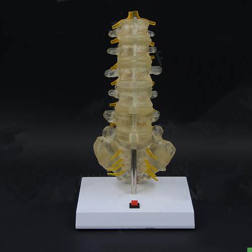 腰椎模型灯光g控制人体脊柱结构椎间盘突出压迫神经骨科病理示教
