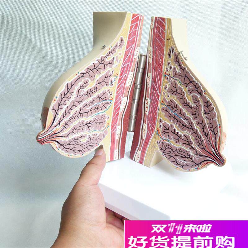 女性哺乳期乳房模m型解剖女性乳房模型出口欧美优质PVC材质