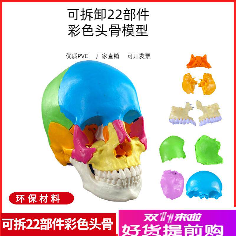 可拆分22件1比l1真人大小彩色头骨模型颅骨解剖医用美容口腔牙科
