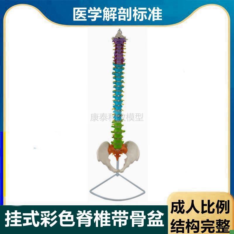 彩色人体脊椎模型1比1仿真腰椎带骨盆股骨头可R拆卸正骨小针刀康