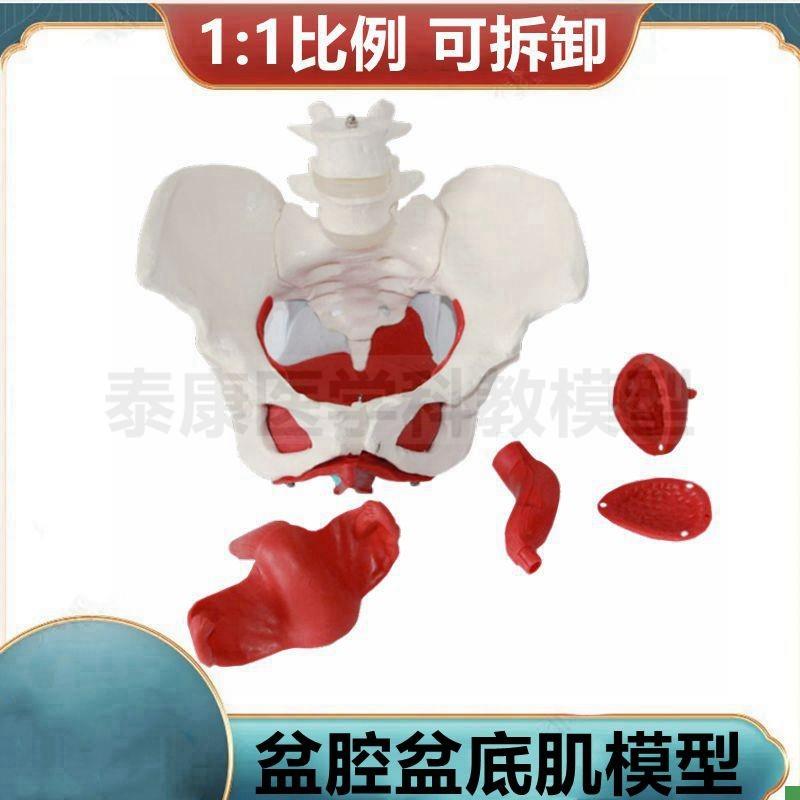 女盆骨模型1比1盆底o肌拆卸会阴解剖生殖泌尿肛周肌肉产后恢复家