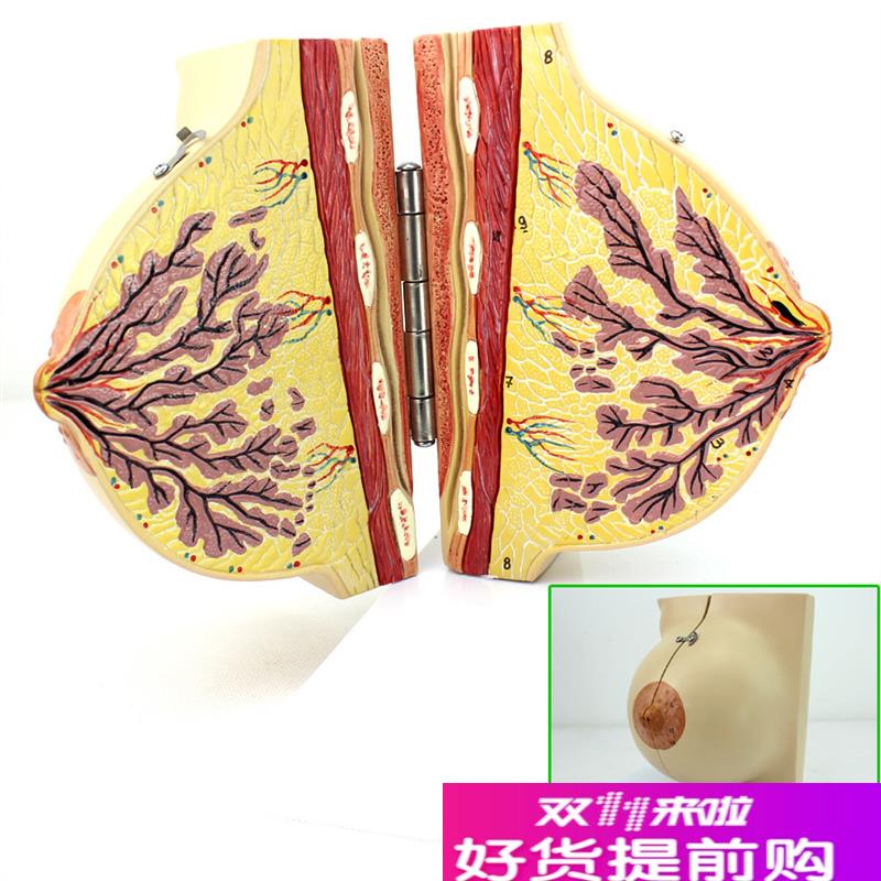 ENOVO颐诺医学女性静止期乳房模型乳腺解剖青春期生W理培训上海解
