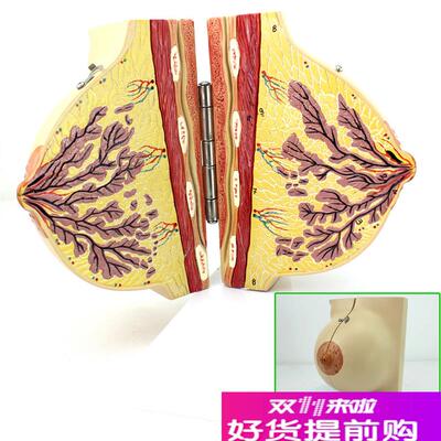 ENOVO颐诺医学女性静止期乳房模型乳腺解剖青春期生W理培训上海解