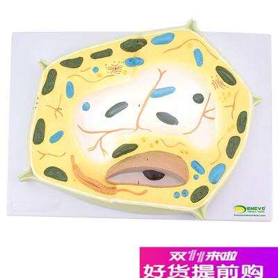 ENOVO颐诺植物l细胞模型植物学生物学林业大学教学森林植物教学教