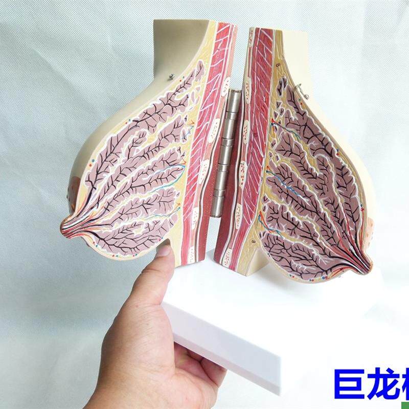 女性哺乳期乳g房模型解剖女性乳房模型出口欧美优质PVC材质