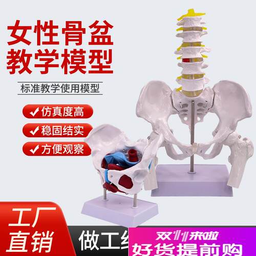 可弯曲活动教学仿真女性骨盆及子宫模型盆L腔结构膀胱盆底肌肉康