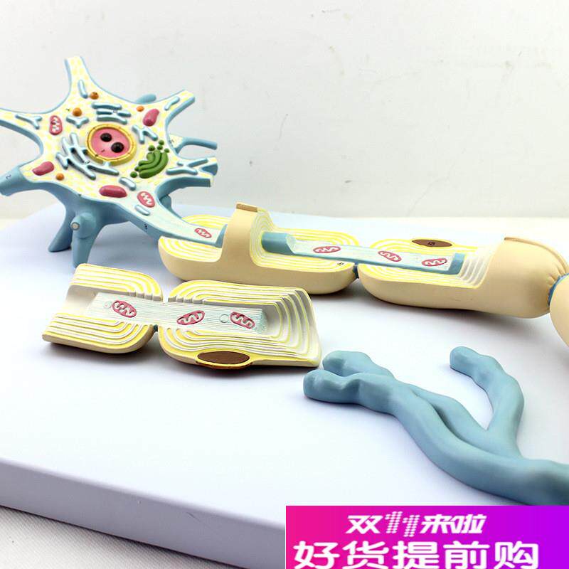 康泰医学模型神经元放大细胞器轴突树突可拆卸胞体U神经细胞突触