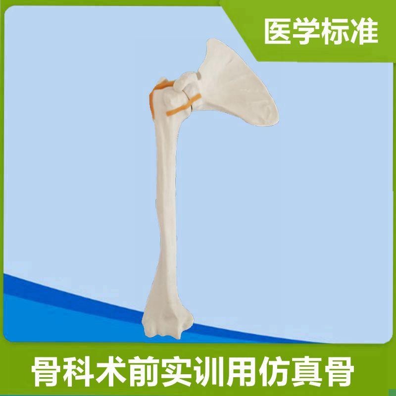 肩关节模型医用手术实操练习仿真骨骨F科医生术前实训器械钻孔固