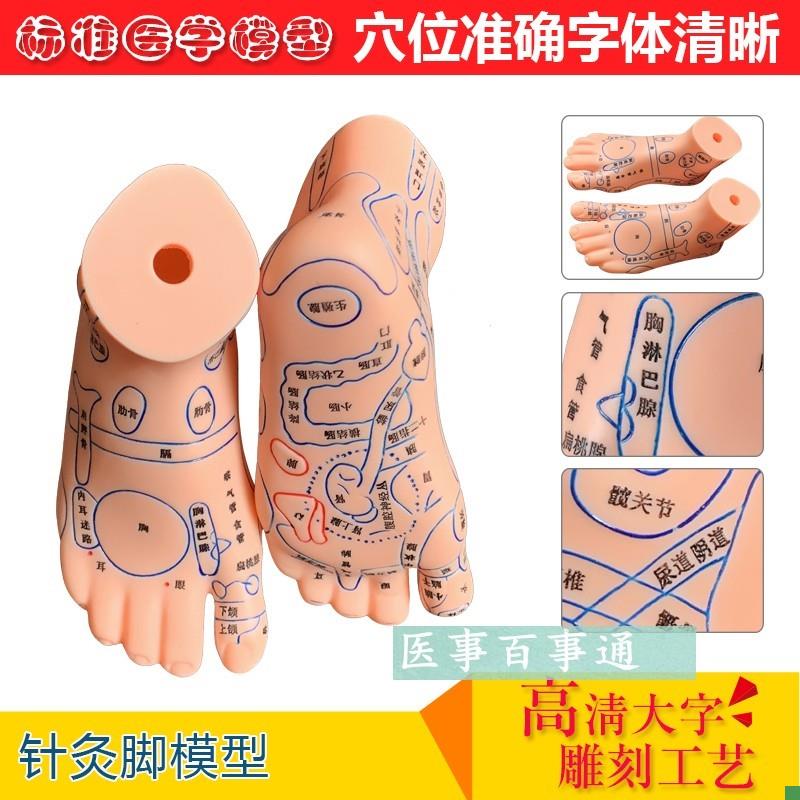 针灸脚模型足部反射图按摩针灸穴位脚模型足底按摩模型Y脚部穴包