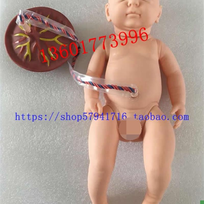 新生儿脐带护理模型o出生儿脐带结扎护理初生儿附脐带模型