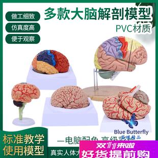 高端医学人体大i脑解剖模型脑半球脑干脑室间脑小脑模型神经科脑