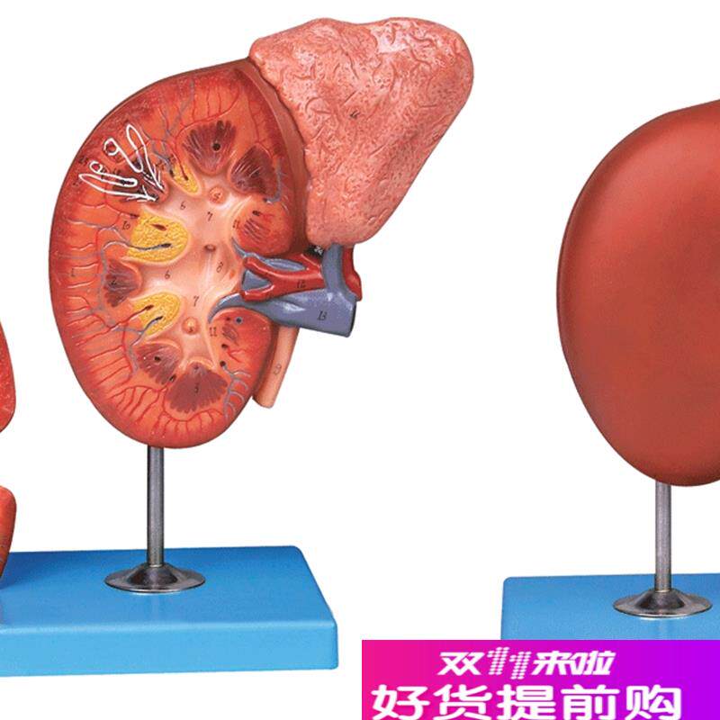 肾脏与肾上腺放大模型TA14006