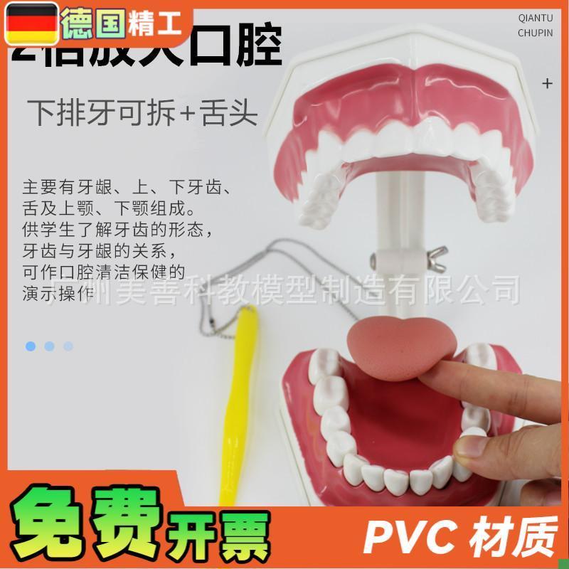 牙保健模型2倍i口腔护理刷牙指导教学仪器牙列牙齿儿童刷牙教具