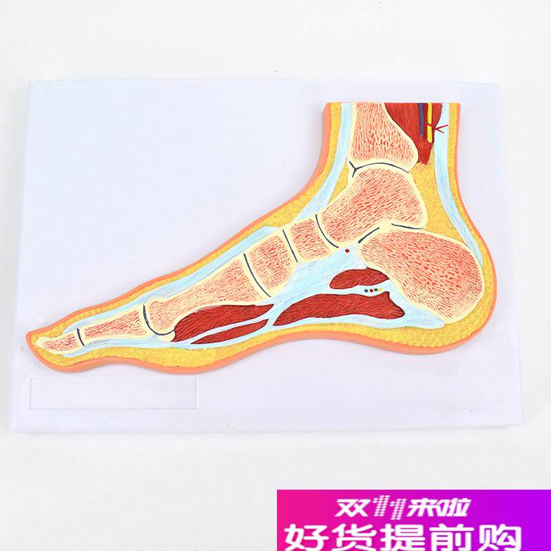 ENOVOd颐诺医学足关节骨骼肌肉模型踝关节脚关节构造MRI骨科教学