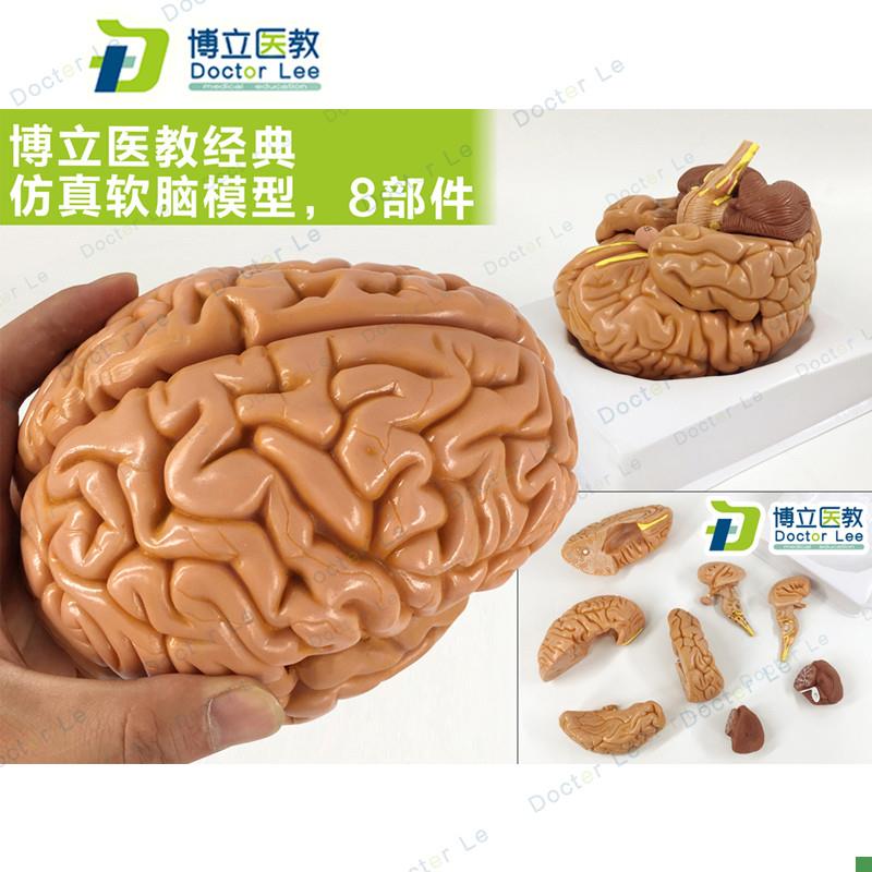 教学仿真脑附动脉模型优质1:1自然大脑带动脉解剖皮V层标本分8部