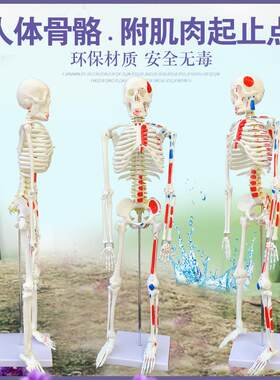 质量上乘新款85kCM人体骨骼模型骨架人体素描教学模型白骨观