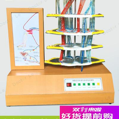 人体脊髓反射和损伤表现电动模型人体模型M脊椎神经膝跳反射模型