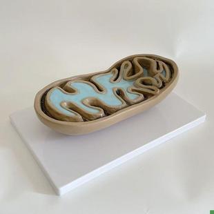 康泰模型线粒体细胞器p放大中学校实验仪器生物教学装备教具叶绿