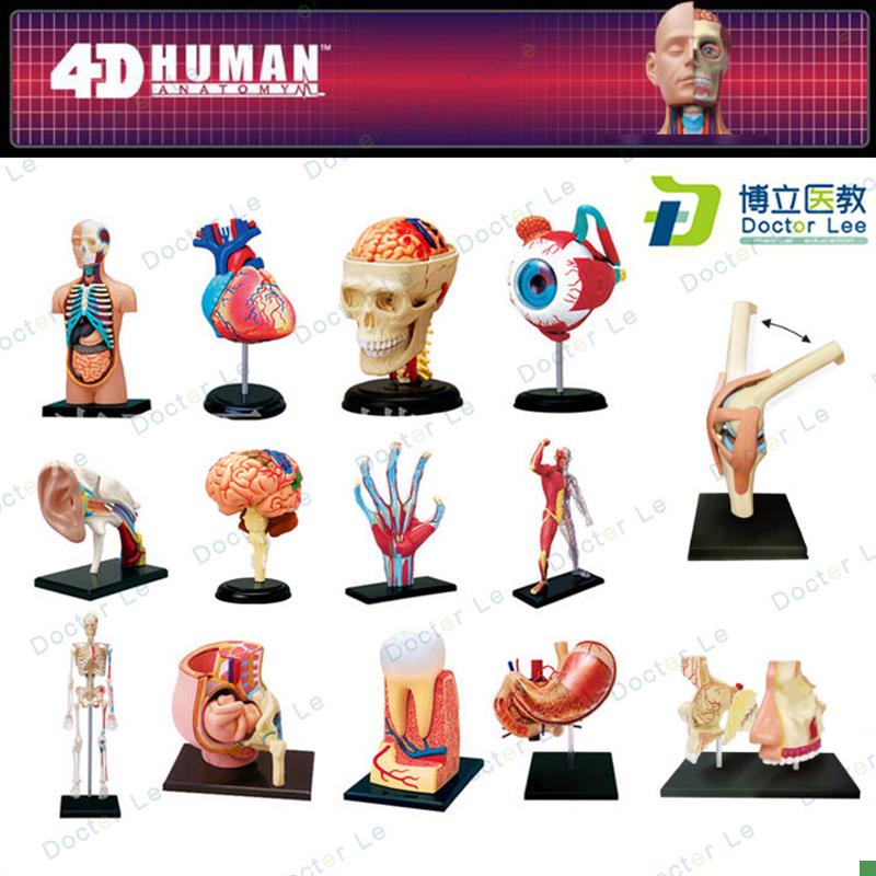 4DMASTEhR拼装人体模型内脏脑颅骨肌肉手骨架眼耳牙胃心脏妊娠膝