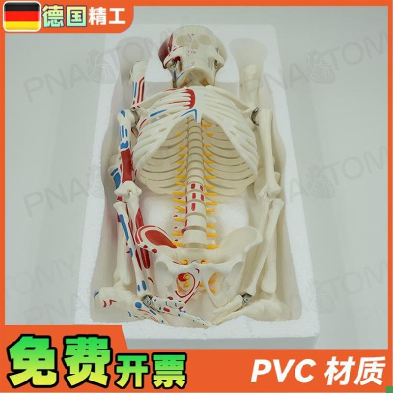 德国】85cm全身人体骨骼模型可拆卸可活动肌肉着T色脊神经椎间盘