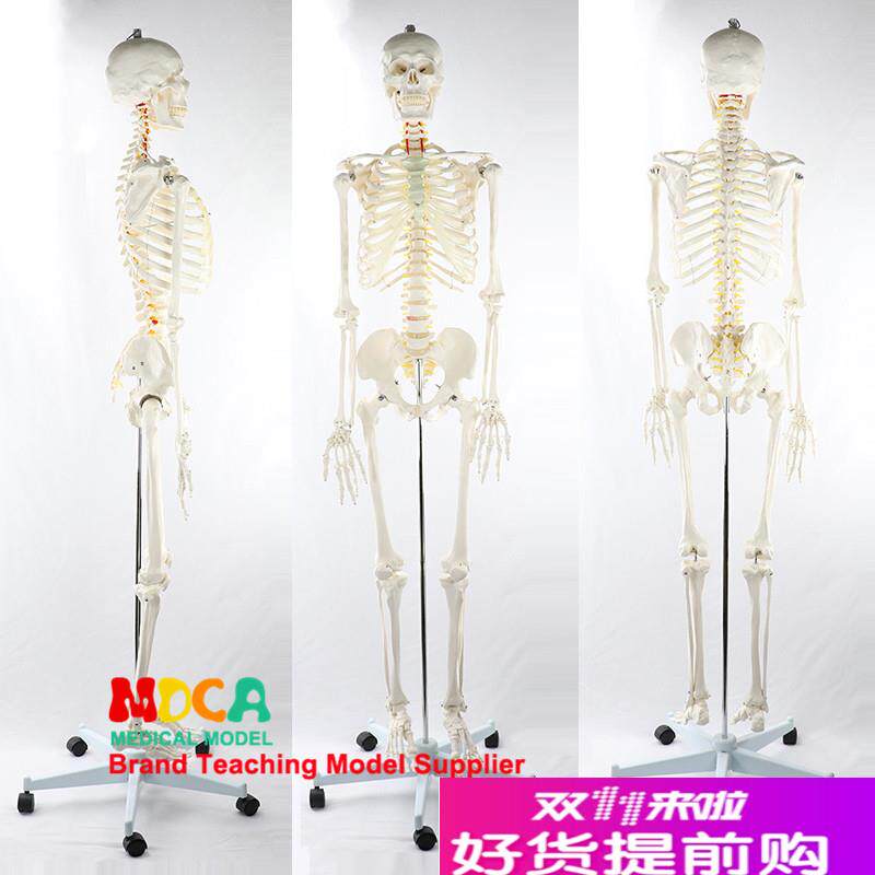 170CM人体骨骼k模型脊神经白色骨架瑜伽医学医用教学用具MGG304