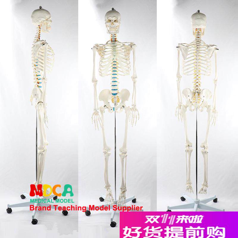 170CM人体骨骼模型q脊神经白色可弯曲骨架瑜伽医学教学MGG305