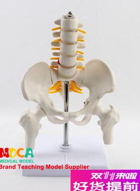缩小人体骨盆带五节腰椎带股骨模C型骨科脊柱脊椎健身MGP003